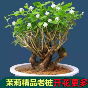 �V�������������򻨴��绨�ܾGֲ�����Ϙ����ݲ衾�S�ҡ��S��