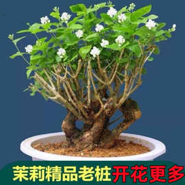广西茉莉花盆栽茉莉花大苗花卉绿植茉莉老桩可泡茶【厂家】厂家