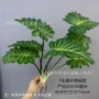 婚礼家居摄影盆栽绿植