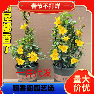 һ�����l������ˮ�������҃��ļ������h����ͥԺ����������ֲ��