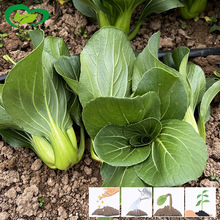 六月慢油菜改良上海青油菜种子 农田菜园可四季盆栽油菜蔬菜籽