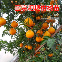 �����Ĵ��ҰҸ̘������θ̴�Ҋ���ٽ��������ϱ����Nֲ�޽ӹ�����