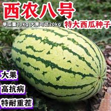 西农八号西瓜种子 超甜高产四季播种懒汉甜王西瓜早熟大西瓜籽