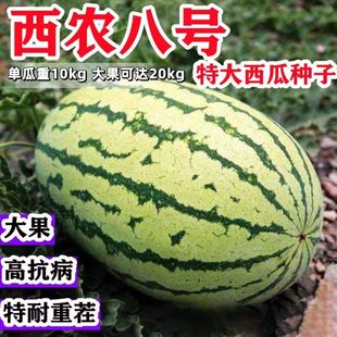 ���r��̖���ϷN�� ����߮a�ļ����N�Нh�������������������