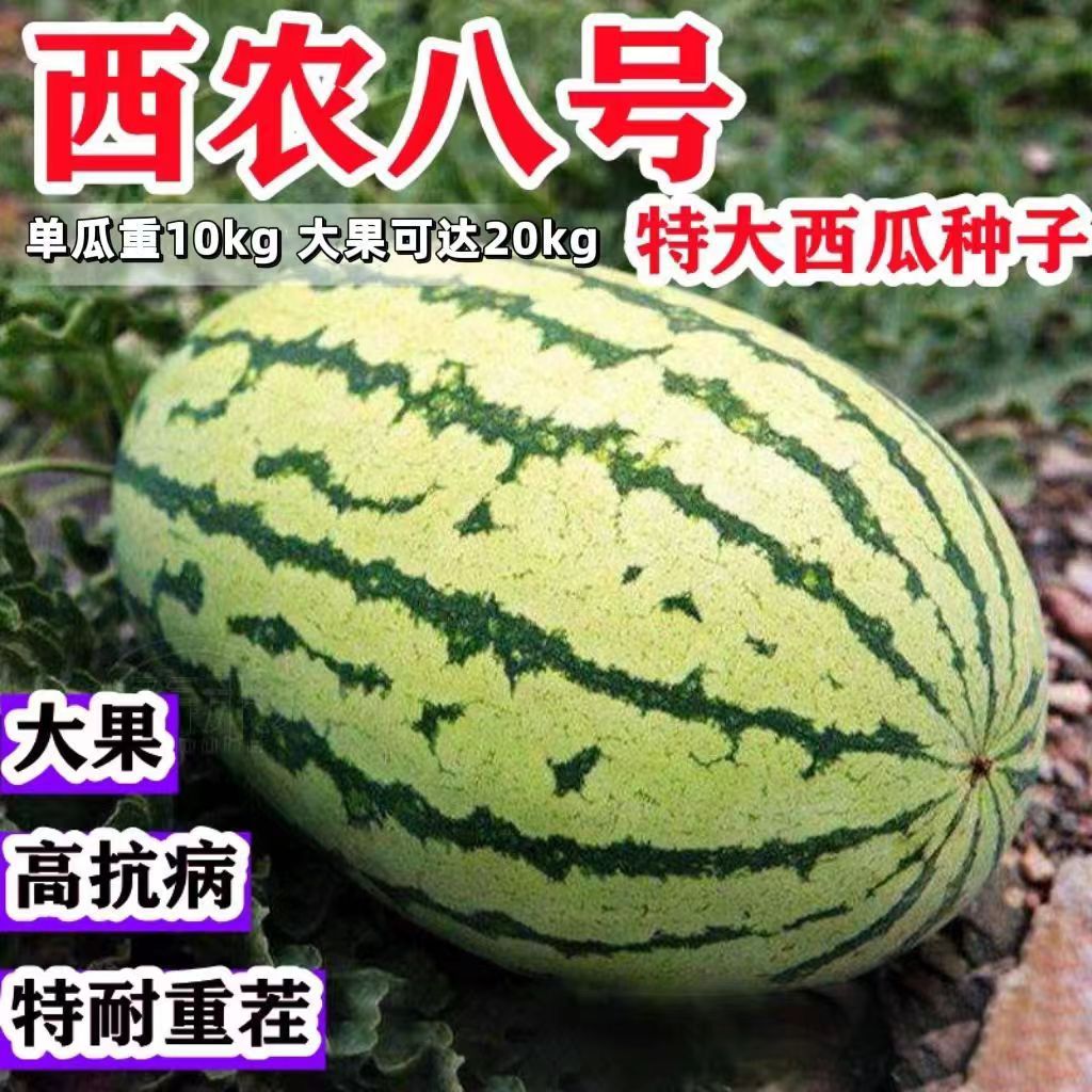 西农八号西瓜种子 超甜高产四季播种懒汉甜王西瓜早熟大西瓜籽