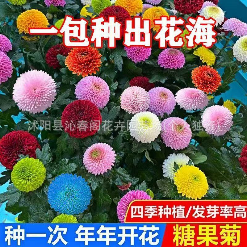 糖果菊花种子一年四季开花乒乓球菊七彩乒乓菊花卉庭院籽种植室外