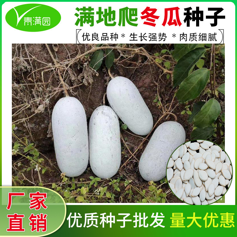 Crawling All over the Ground, Mini Pink-Skinned Small Winter Melon Seeds, White-Skinned Melon Seeds, Garden Planting Vegetable Seeds