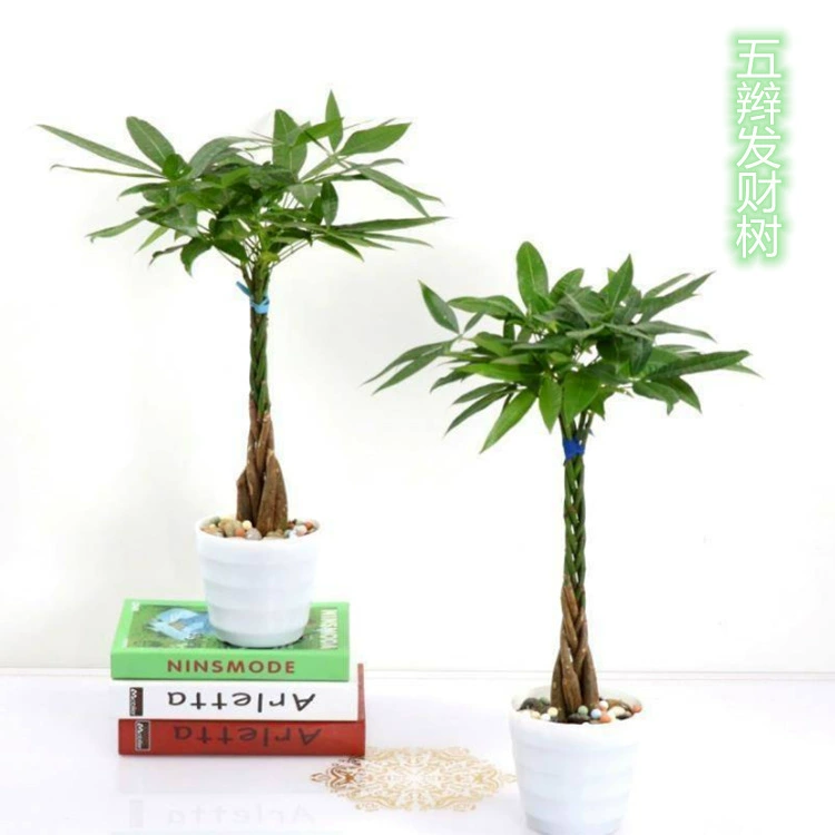 Тесьма Корневая тесьма Дерево богатства Внутреннее зеленое растение Творческое растение в горшке Один ворс Пятиворсовое цветочное растение Бесплатная доставка Гостиная Богатство Дерево