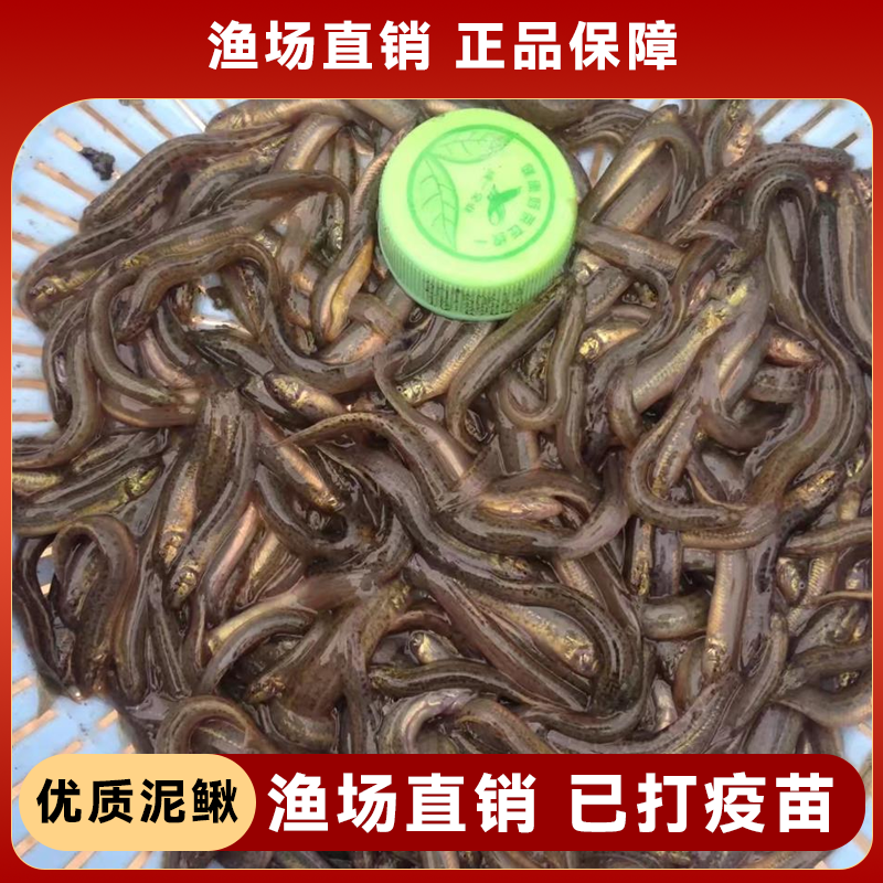 批发泥鳅苗鲜活喂养宠物钓鱼龙鱼活饵乌龟饲料泥鳅养殖淡水观赏鱼