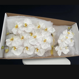 White Phalaenopsis Flowers Wholesale Base Directly Approved Orchid Wedding Hotel Decorative Flowers V3 Large White A-Grade Cut Flowers