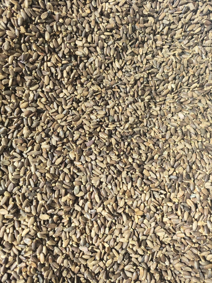 Milk Thistle Seed Powder (Silybum marianum) — Shui Fei Ji Herbal Powder, 500g overview