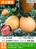 [Branch bursting fruit] Red heart honey pomelo (five-year-old seedlings 90-120cm) +111cm (inclusive)-140cm (inclusive)