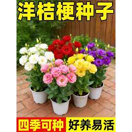云南重瓣洋桔梗花苗多年生易养活庭院阳台盆栽花卉花期好种大花苗