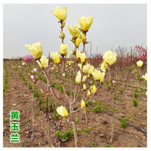 玉兰树苗白玉兰娇红玉兰室外庭院耐寒花卉绿色植物紫红黄玉兰盆栽