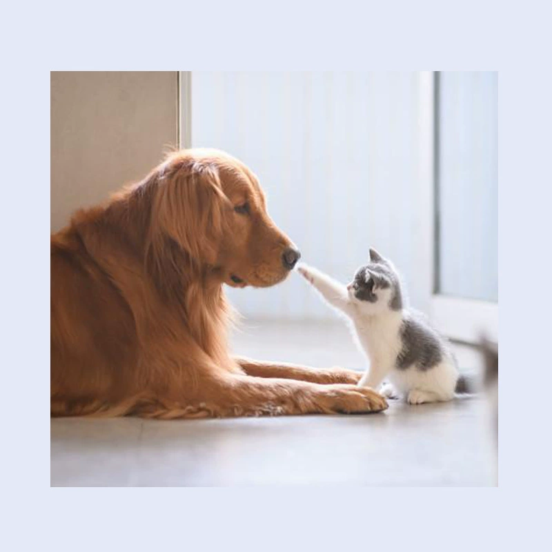 Ши Сэнг Серия Ми Моча Кан Синь Кан Гастроэнтеростудия Досцициклин Таблетки Ган желе пероральный раствор