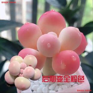 ��Ʒ���Ҷ���ֲ���҃����ԾGֲϡ��Ʒ�N���AС���⻨��ֲ����B��