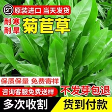 大叶菊苣草种籽四季多年生牧草种子养殖喂猪鸭鹅兔子牛羊猪草种孑