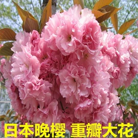 盆栽;种子;花盆容器