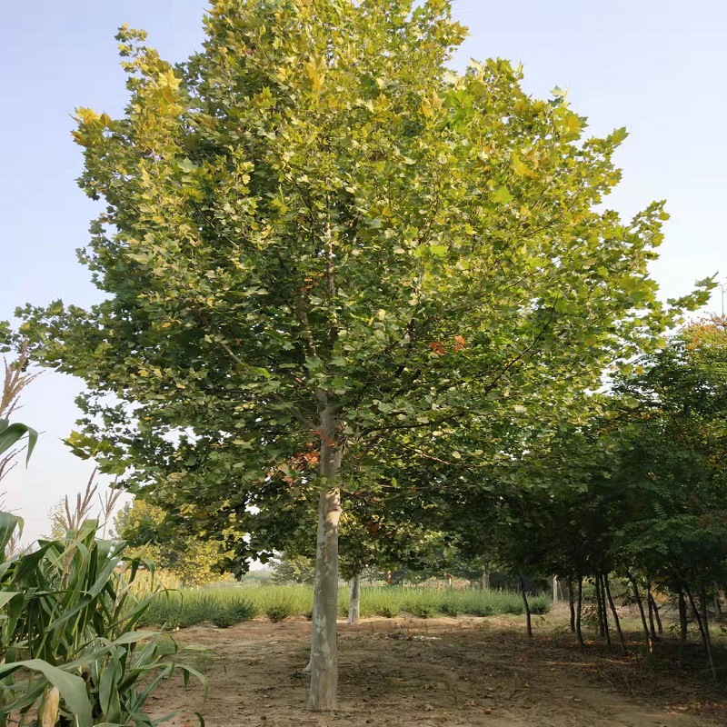 供应绿化苗木 基地急售截杆养冠12、15公分速生法桐 树形优美