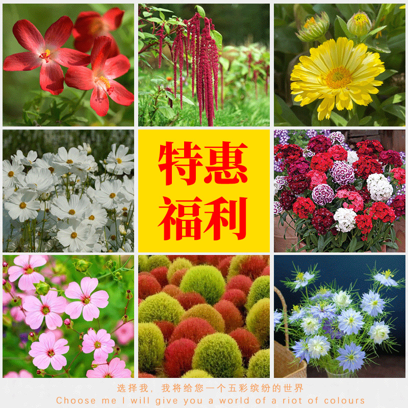smile seeds厂家直销花卉种子量大批发花种子四季花海种子大全