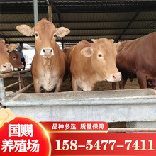 西門塔爾肉牛多少錢一頭 湖南黃牛價格 魯西黃牛肉牛養殖場