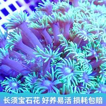 长须宝石花日本单苞花彩单包珊瑚长须大花品种软体LPS海水鱼缸