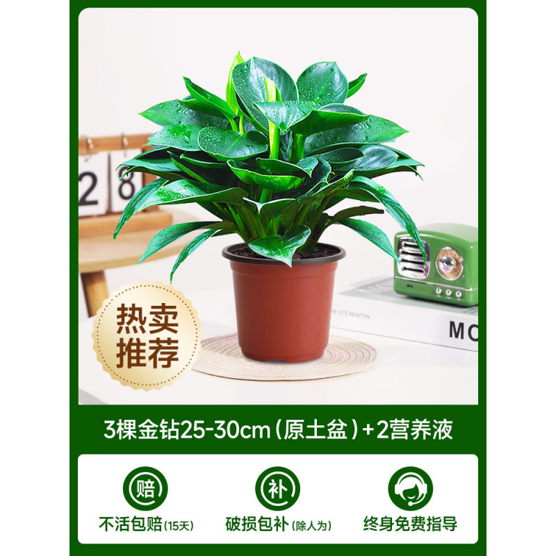 골든다이아몬드 25-30cm 3그루(오리지널 흙냄비) + 영양액 2개 [물/흙에서 재배 가능]