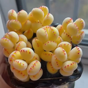 Succulent Bear Claw Plant Bear Boy [Brocade] Yellow Bear Claw New Succulent Indoor Balcony Desktop Potted Plant