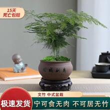 文竹盆栽植物室内书房中式盆景禅意好养绿植办公室桌面盆景花卉