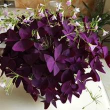 新手易种幸运草种子种球 紫叶酢浆草种根 红花三叶草室内盆栽花卉