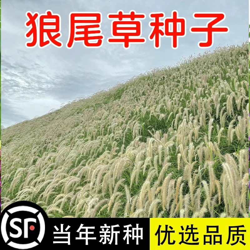 狼尾草种子紫穗狼尾草籽公园阳台观赏盆栽道路边坡河堤绿化草籽孑