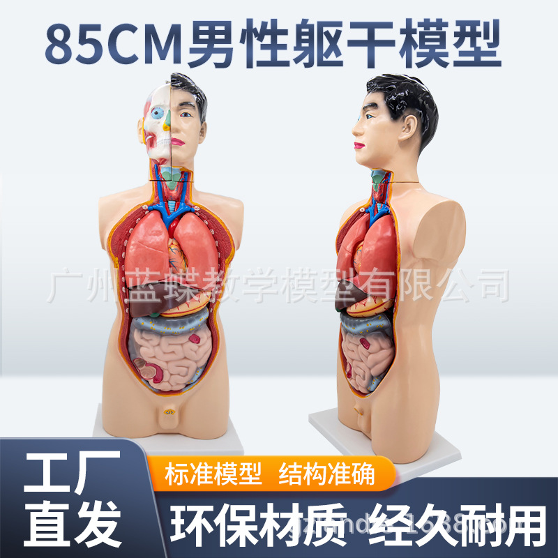 85cm�������ɽ���ģ�Ϳɲ�ж19�� �������� ҽѧ��ѧ�����������