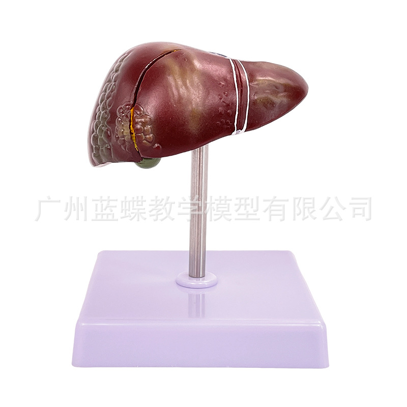 ҽѧ��������������ģ�͸��ŵ��ҵ��ܽṹ����ϵͳ������ʾ�̾�