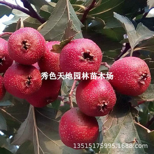 ɽ高����޽���ɽ�tɽ高����ش��ͺ�ɽ���ͥԺ���Ե��Թ�����
