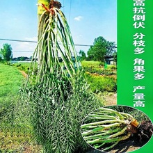 高产油菜种子杂交新品种油菜籽出油率高矮杆耐寒抗病油菜种子成熟
