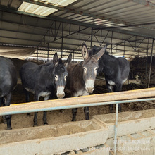 三粉驢駒崽 哪里有現貨德州驢 肉驢多少錢一頭 養殖場