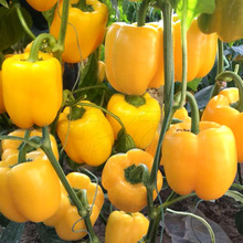 彩椒蔬菜甜椒种籽进口五彩甜椒种子高产四季春方椒灯笼椒苗蔬菜孑