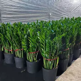 盆栽;月季蔷薇植物;乔木