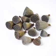 干果金色原色莲蓬干花迷你小莲蓬天然莲蓬带籽拍摄道具装饰摆件