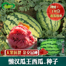 懒汉瓜王大瓜西瓜种子 农田基地种植大果耐运红瓤脆甜水果西瓜籽