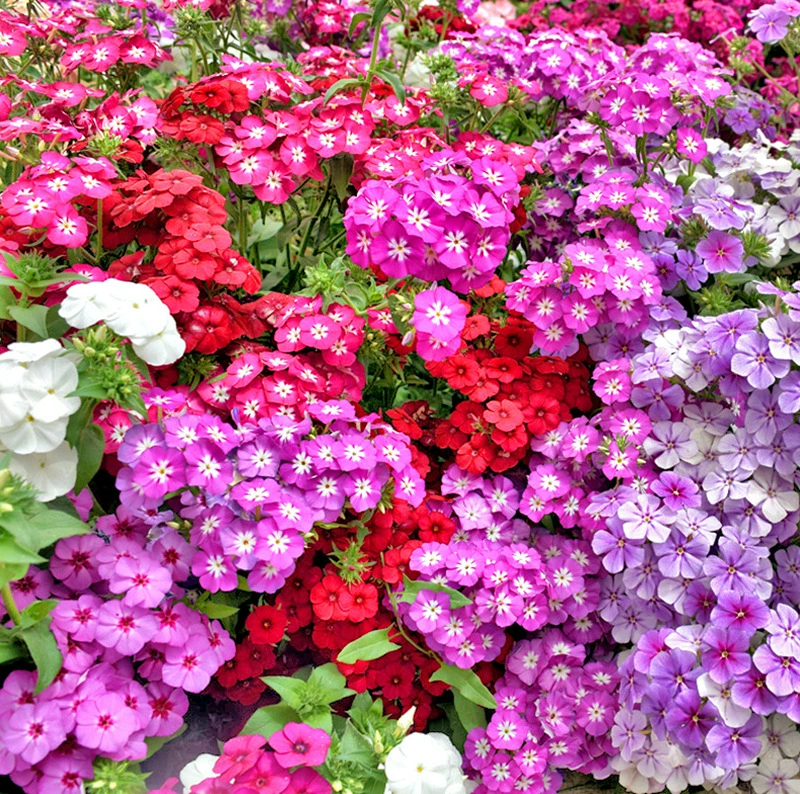 Морозостойкие семена цветов флоксов Ландшафтные цветы море легко жить многолетние корневые цветочные семена гортензии цветочные семена четыре сезона посева цветения