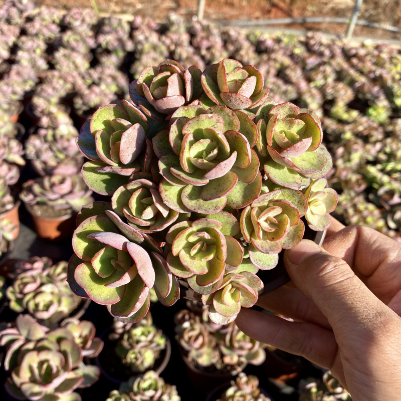 Xiuyan 전체 파일 9-12cm