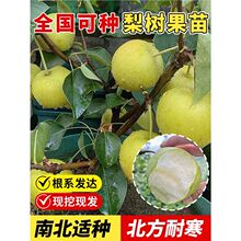 梨树果苗嫁接庭院地栽南北种植特大盆栽耐热耐寒脆甜果树当年结果
