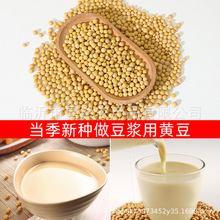 批发当季新做豆腐专用黄豆做豆浆专用黄豆安徽黄豆