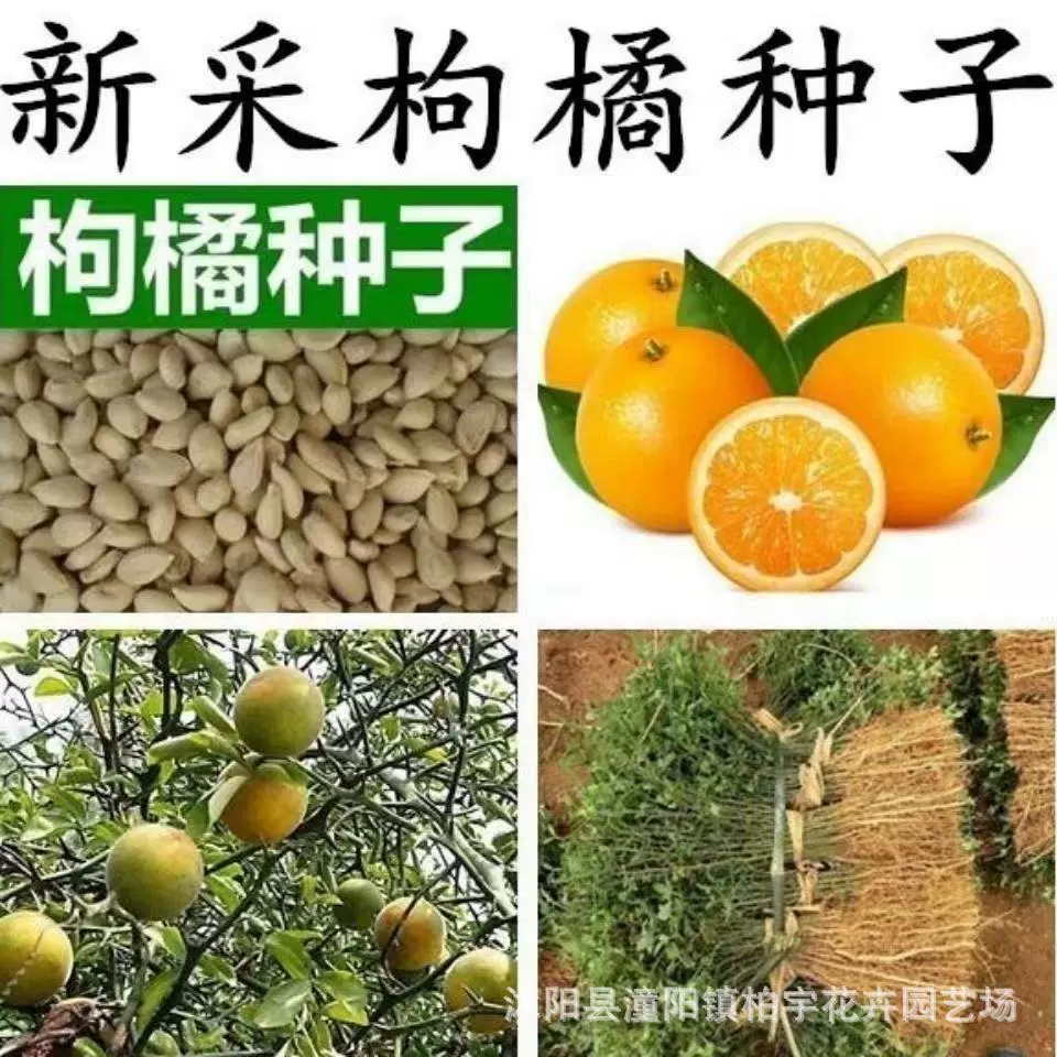 Оптовая лайчи оранжевый Новый Урожай лайчи Оранжевые Семена перечисленных на рынке Оранжевые Семена псевдоним вонючий оранжевый может быть использован как двор питомника Забор