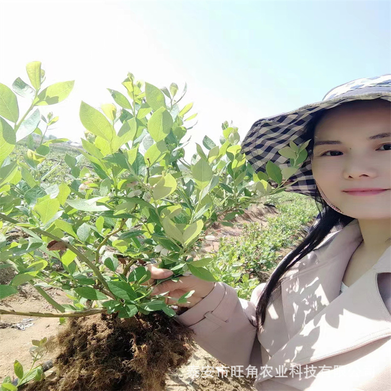 蓝莓苗批发1-5年新品种南北方地栽盆栽蓝莓苗穴盘蓝莓苗基地