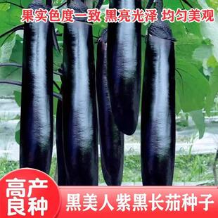 Black Beauty Long Eggplant Seeds Black Purple Long Eggplant Extra Large Grafted Eggplant Seedlings Four Seasons Seedlings Vegetable Seedlings