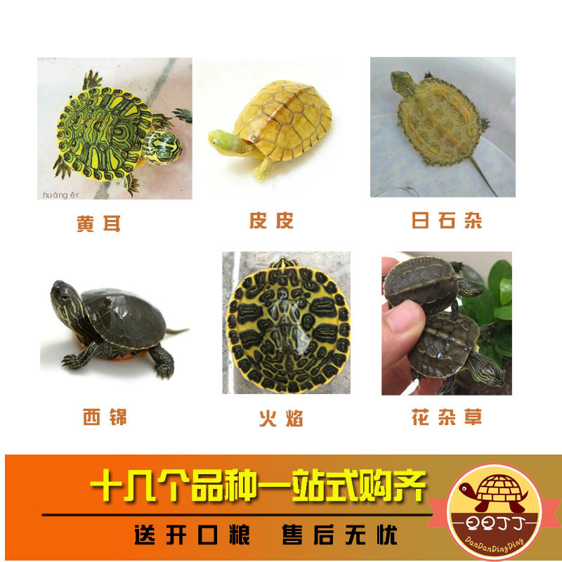 Little Turtle Living Creature Map Flame West African Swamp Donut Brazilian Pet Turtle Living Deep Water Turtle Qimei Trading Company