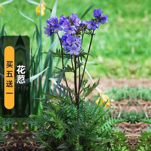 Flower Seeds 100 Pieces of Light-Sounding Flower Electric Lamp Flower Seeds Perennial Cold-Resistant Cut Flower Balcony Potted Spring & Fall Sowing