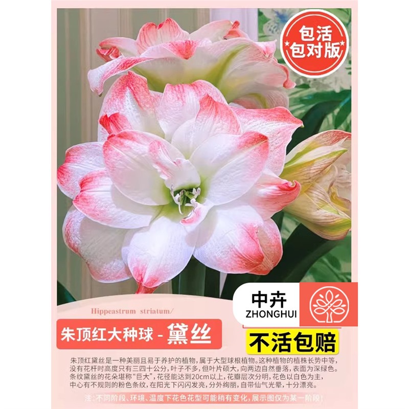 Amaryllis bulb - 'daisy'